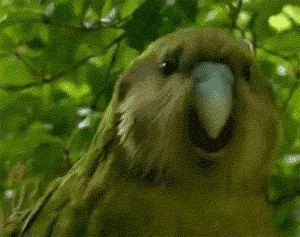 Click image for larger version

Name:	giphy.gif
Views:	707
Size:	352.8 KB
ID:	14333