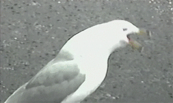 Click image for larger version

Name:	giphy.gif
Views:	1018
Size:	1.04 MB
ID:	21974