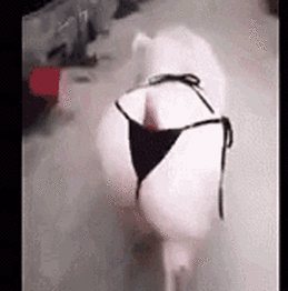 Click image for larger version

Name:	ass-pig.gif
Views:	378
Size:	3.37 MB
ID:	134791