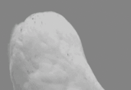 Click image for larger version

Name:	no-you-dont-say.gif
Views:	444
Size:	938.8 KB
ID:	149465
