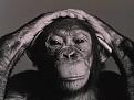 Click image for larger version

Name:	0chimp,jpg.jpg
Views:	2
Size:	63.5 KB
ID:	457198