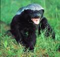 Click image for larger version

Name:	honeybadger.jpg
Views:	2
Size:	57.2 KB
ID:	457295