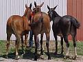 Click image for larger version

Name:	Mules.jpg
Views:	2
Size:	29.6 KB
ID:	457820