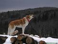 Click image for larger version

Name:	DogSaturnHowling-700144.jpg
Views:	2
Size:	99.5 KB
ID:	457939