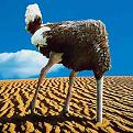 Click image for larger version

Name:	ostrich-759977.jpg
Views:	5
Size:	49.1 KB
ID:	529546
