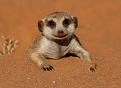 Click image for larger version

Name:	the-meerkats-1-LST065126.jpg
Views:	4
Size:	60.8 KB
ID:	529604