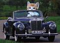 Click image for larger version

Name:	carcat.jpg
Views:	6
Size:	38.1 KB
ID:	529759