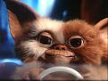 Click image for larger version

Name:	Gizmo.jpg
Views:	2
Size:	37.1 KB
ID:	556433