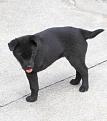 Click image for larger version

Name:	dog.jpg
Views:	5
Size:	48.6 KB
ID:	569856