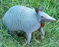 Click image for larger version

Name:	armadillo_380.jpg
Views:	5
Size:	52.8 KB
ID:	569871